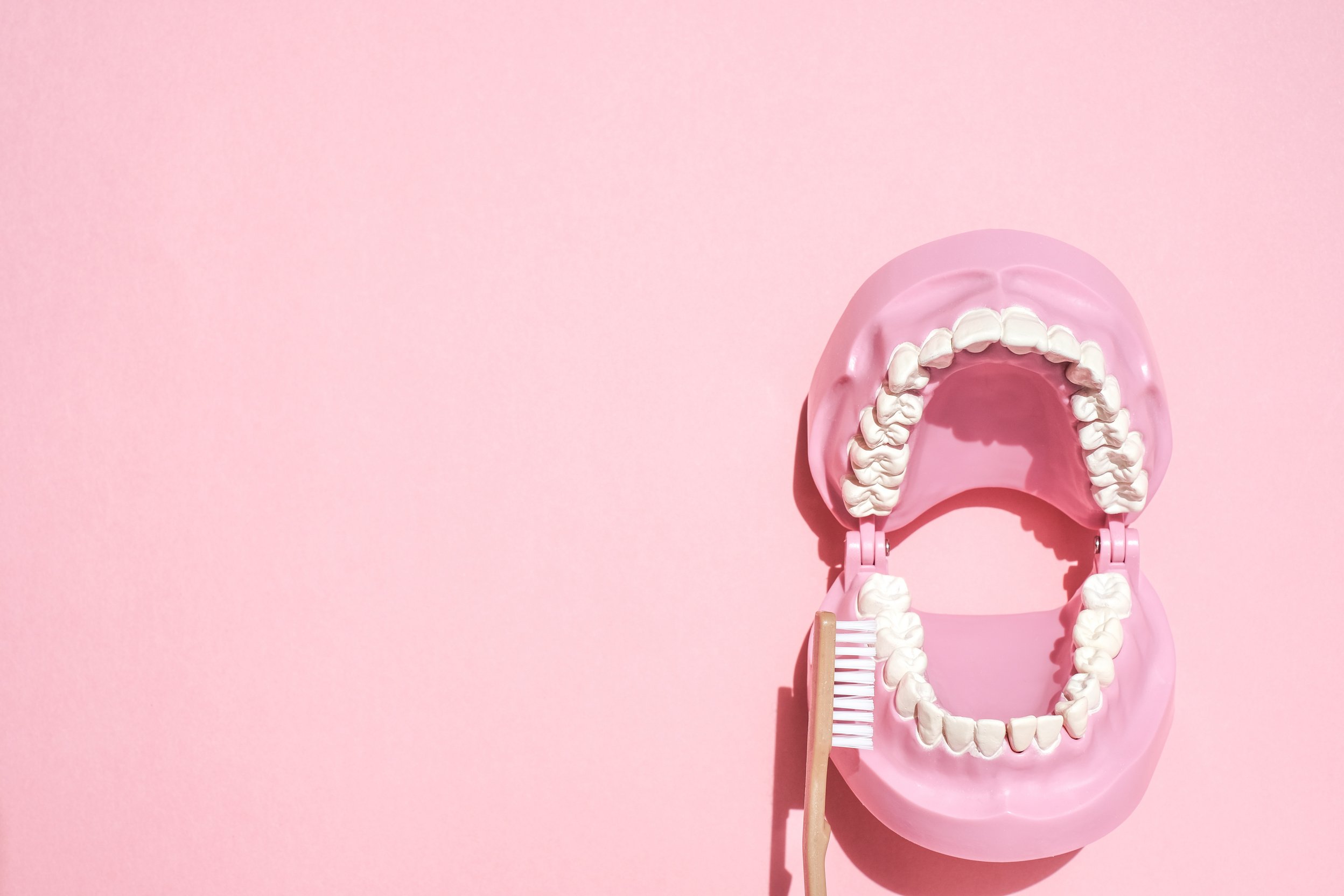 Dental Model and Toothbrush